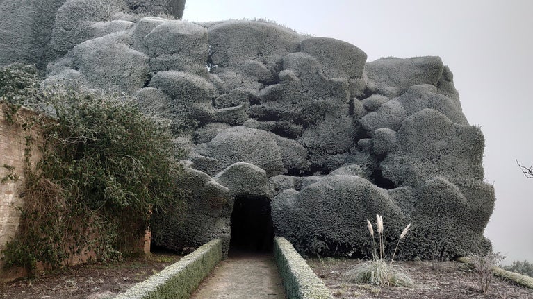 Frost-covered yew hedges at Powis Castle and Garden, Wales